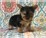 Small Photo #3 Australian Yorkshire Terrier Puppy For Sale in CLAY, PA, USA