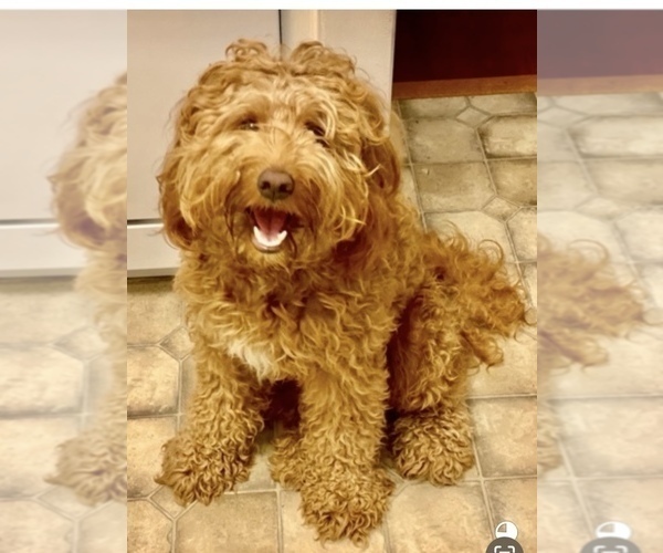 Medium Photo #1 Australian Labradoodle Puppy For Sale in WASH, NC, USA