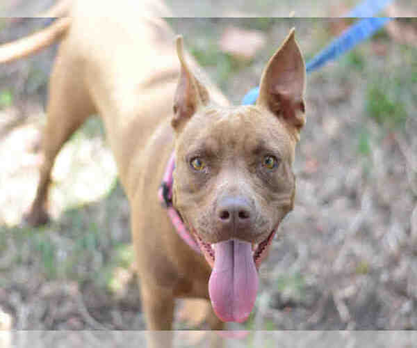 Medium Photo #1 American Staffordshire Terrier Puppy For Sale in Fort Lauderdale, FL, USA