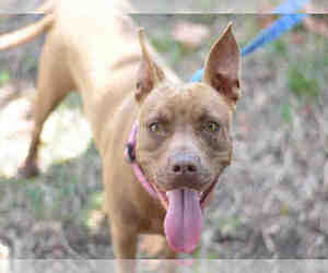 American Staffordshire Terrier Dogs for adoption in Fort Lauderdale, FL, USA