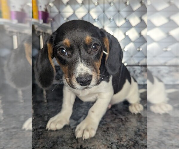 Medium Photo #3 Doxle Puppy For Sale in GOSHEN, IN, USA