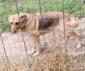 Mother of the German Shepherd Dog puppies born on 07/05/2026
