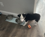 Small Photo #2 Border Collie Puppy For Sale in ELK GROVE, CA, USA