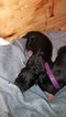 Small Photo #3 Great Dane Puppy For Sale in WARRENSBURG, MO, USA