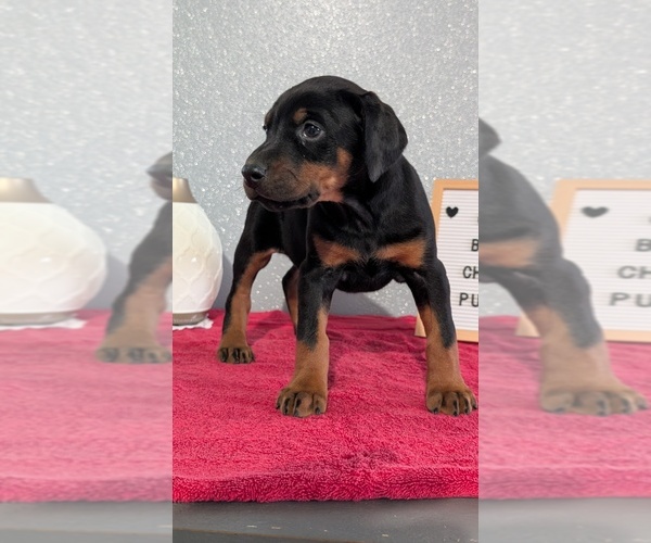 Medium Photo #9 Doberman Pinscher Puppy For Sale in GOSHEN, IN, USA