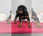 Small #8 Doberman Pinscher