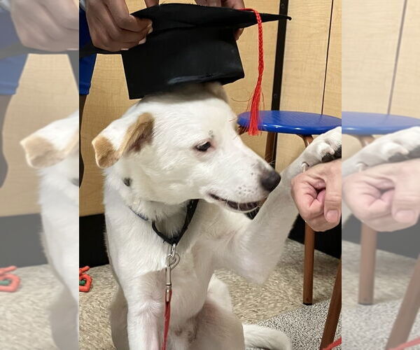 Medium Photo #6 Mutt Puppy For Sale in Dana Point, CA, USA