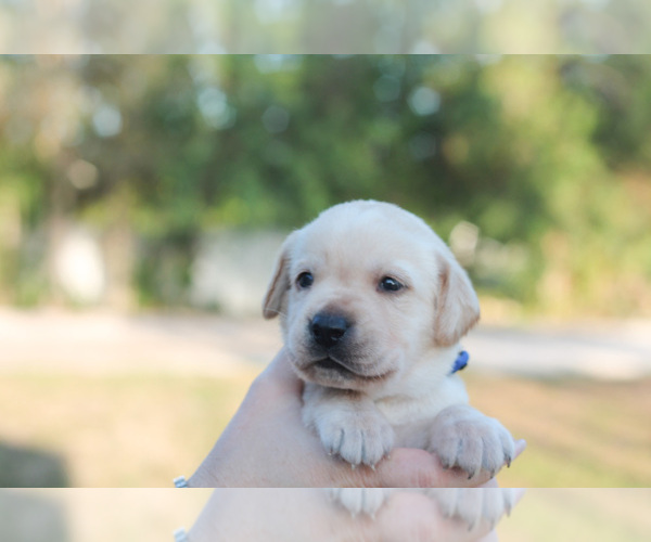 Medium Photo #13 Labrador Retriever Puppy For Sale in WEST PALM BEACH, FL, USA