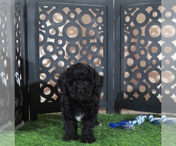 Medium Photo #2 Poodle (Miniature) Puppy For Sale in MOUNT VERNON, OH, USA