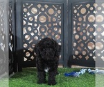 Small #1 Poodle (Miniature)