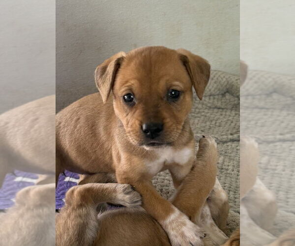 Medium Photo #4 Labrador Retriever-Unknown Mix Puppy For Sale in Bolivar, MO, USA