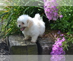 Small #3 Mal-Shi