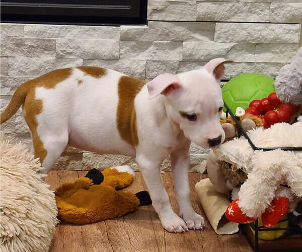 Medium Photo #2 American Pit Bull Terrier-Unknown Mix Puppy For Sale in Des Moines, IA, USA