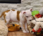 Small #1 American Pit Bull Terrier Mix