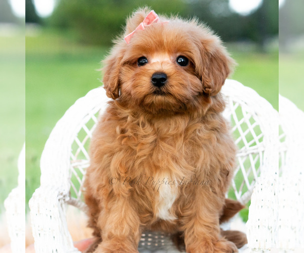 Medium Photo #4 Maltipoo (Toy) Puppy For Sale in WARSAW, IN, USA
