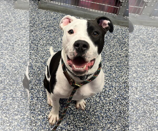 Medium Photo #4 American Pit Bull Terrier-Bulldog Mix Puppy For Sale in Manahawkin, NJ, USA
