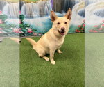 Small #2 Shiba Inu-Siberian Husky Mix