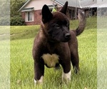 Small Photo #14 Akita Puppy For Sale in MEM, TN, USA