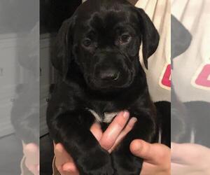 German Shorthaired Lab Puppy for sale in CLINTON, TN, USA