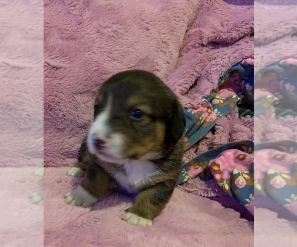 Medium Photo #14 Dorgi Puppy For Sale in HURST, IL, USA