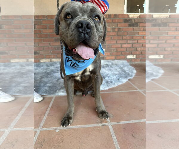 Medium Photo #1 Mutt Puppy For Sale in Goodyear, AZ, USA