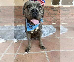 Mutt Dogs for adoption in Goodyear, AZ, USA