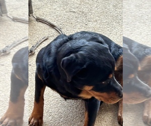 Rottweiler Puppy for sale in MINERAL WELLS, MS, USA
