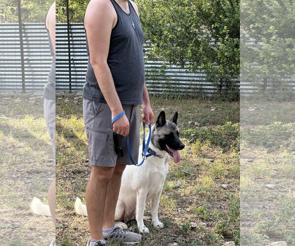 Medium Photo #3 Akita Puppy For Sale in Pottstown, PA, USA