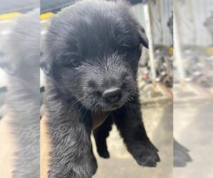 Labrador Retriever-Unknown Mix Dogs for adoption in San Antonio, TX, USA