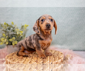 Medium Dachshund