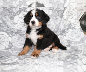Bernese Mountain Dog Puppy for sale in SHILOH, OH, USA