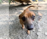 Small #3 Chihuahua Mix