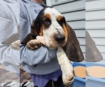 Puppy Puppy 3 gray Basset Hound