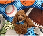 Small Photo #4 Miniature Labradoodle Puppy For Sale in NOTTINGHAM, PA, USA