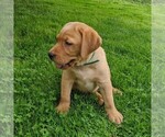 Small Photo #6 Labrador Retriever Puppy For Sale in BIRD IN HAND, PA, USA