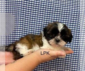 Shih Tzu Puppy for sale in WINNSBORO, LA, USA