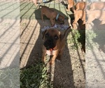 Small Photo #20 Rhodesian Ridgeback Puppy For Sale in RIVERSIDE, CA, USA
