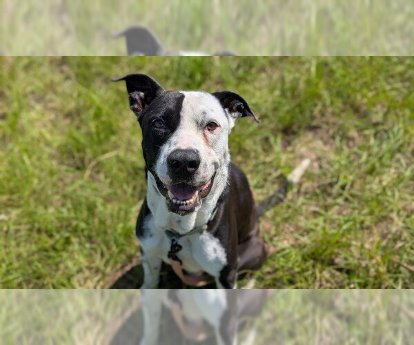 Medium Photo #5 American Pit Bull Terrier-Unknown Mix Puppy For Sale in Ocala, FL, USA