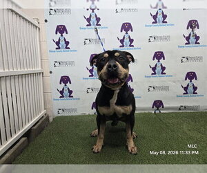 American Staffordshire Terrier-Rottweiler Mix Dogs for adoption in Orlando, FL, USA