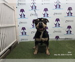 Small American Staffordshire Terrier-Rottweiler Mix