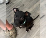 Small #1 American Pit Bull Terrier