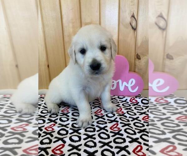 Medium Photo #8 English Cream Golden Retriever Puppy For Sale in DALLAS, WI, USA