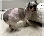 Small Shih Tzu Mix
