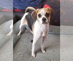 Small #5 Puggle