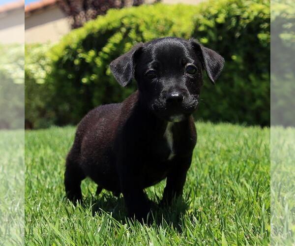 Medium Photo #4 Chihuahua-Unknown Mix Puppy For Sale in San Diego, CA, USA