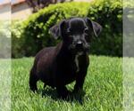 Small #3 Chihuahua Mix