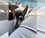Small #8 Chihuahua