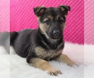 German Shepherd Dog Puppy for sale in WARREN, MA, USA