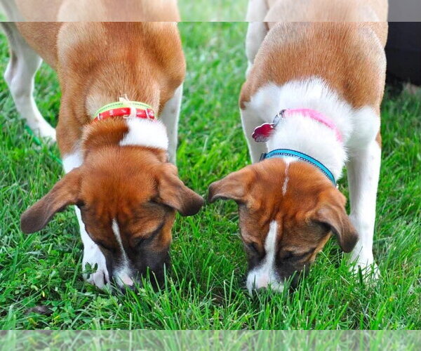 Medium Photo #6 Boxer-Unknown Mix Puppy For Sale in MECHANICSBURG, PA, USA