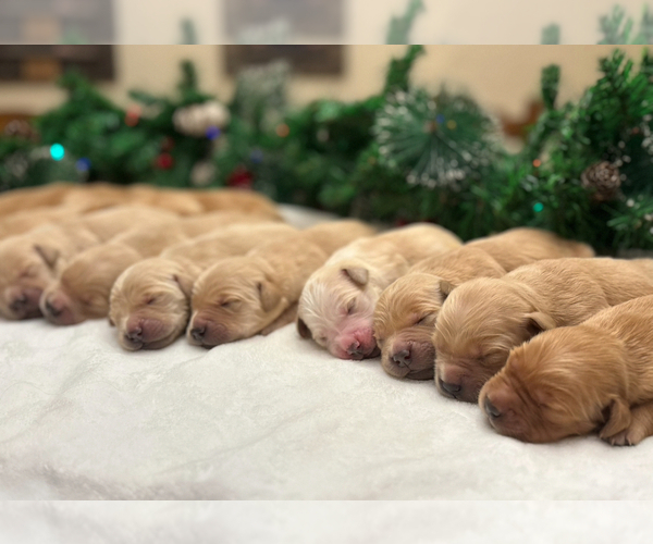Medium Photo #13 Golden Retriever Puppy For Sale in CERES, CA, USA